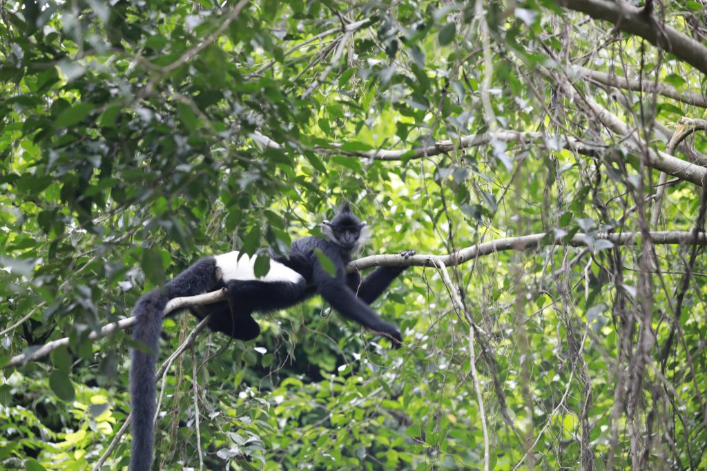 Voọc mông trắng