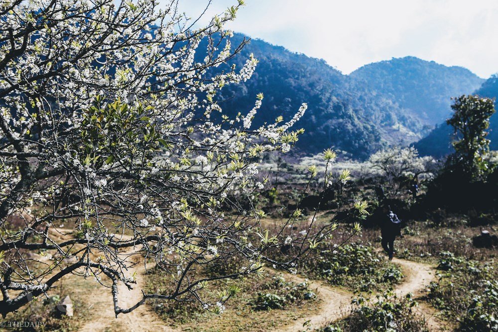 Mộc Châu Sơn La
