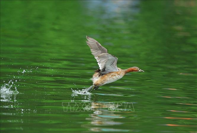 Chèo thuyền ngắm chim Le Le