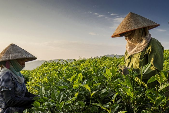 Trà Tân Cương Thái Nguyên