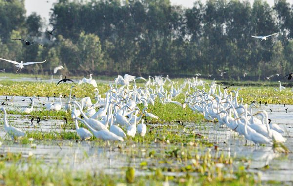 Khu bảo tồn đất ngập nước Láng Sen
