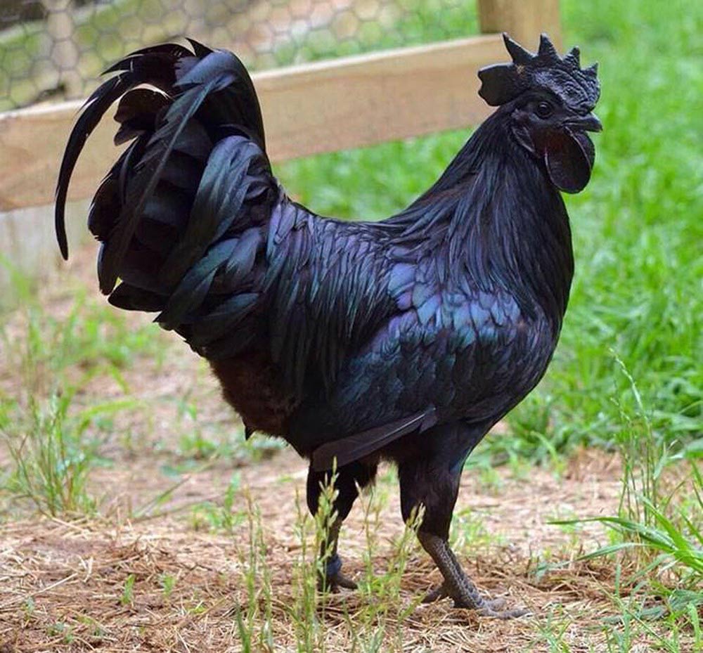 Món ngon Bình Liêu nên thử