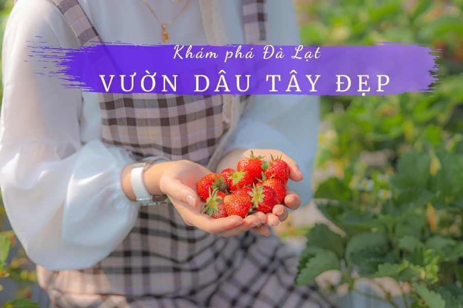Top 11 vườn dâu tây Đà Lạt ấn tượng, được du khách check-in nhiều nhất 6 Vườn dâu tây Đà Lạt