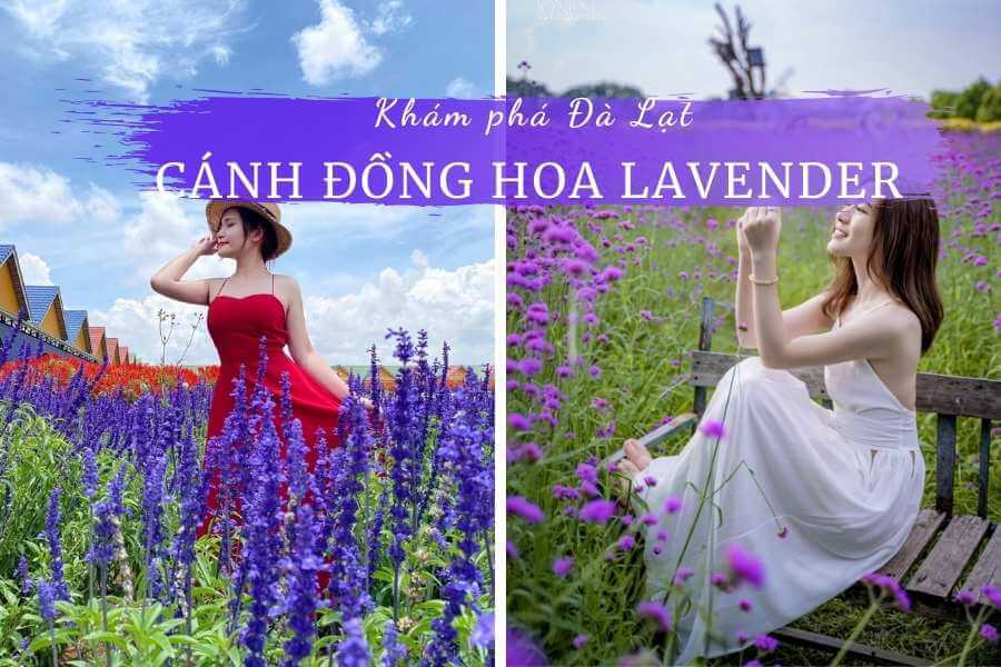 Vườn hoa Lavender Đà Lạt