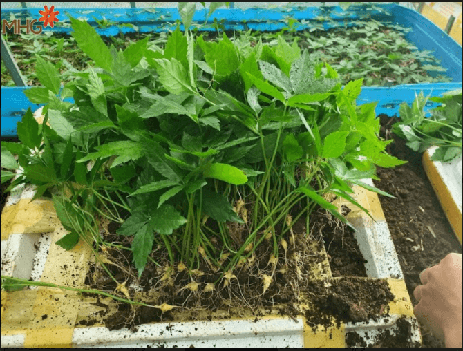 Cây giống sâm Ngọc Linh MHG đạt chuẩn