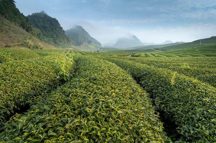 Du lịch đồi chè Đông Giang