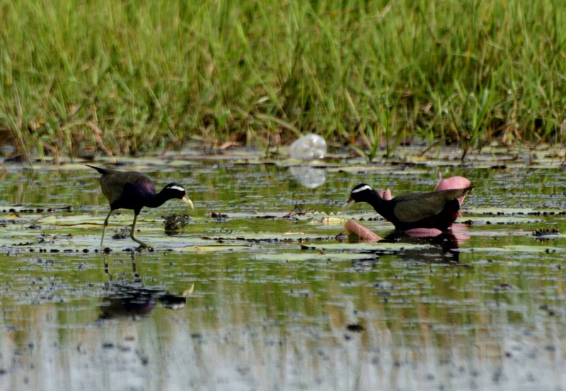 Jacanidae in Tram Chim national park