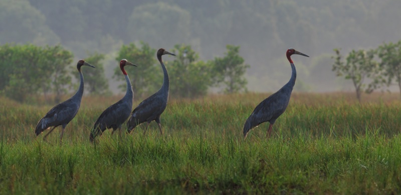 Red-headed crane in Tram Chim National Park