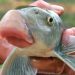 anh20vu20carp