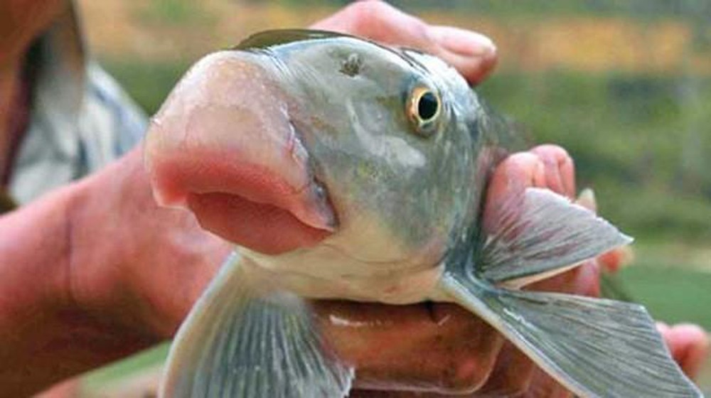 10 Vietnamese Specialties Fit for Royalty 14 Anh Vu Carp