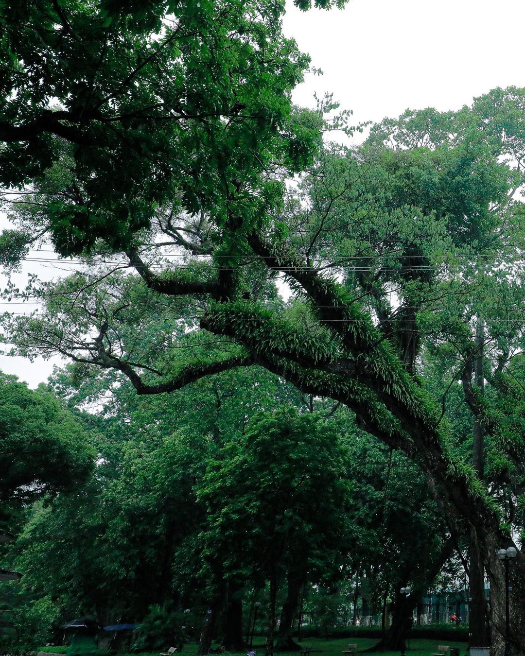 Bach Thao Park