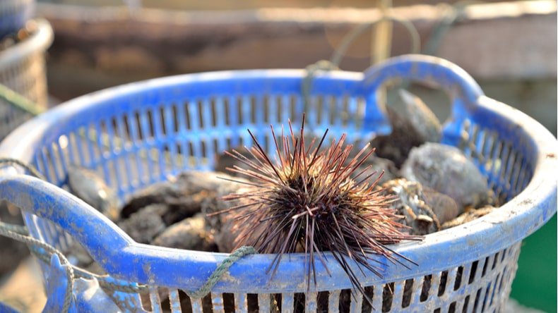 Oysters and urchin in local market in Co To