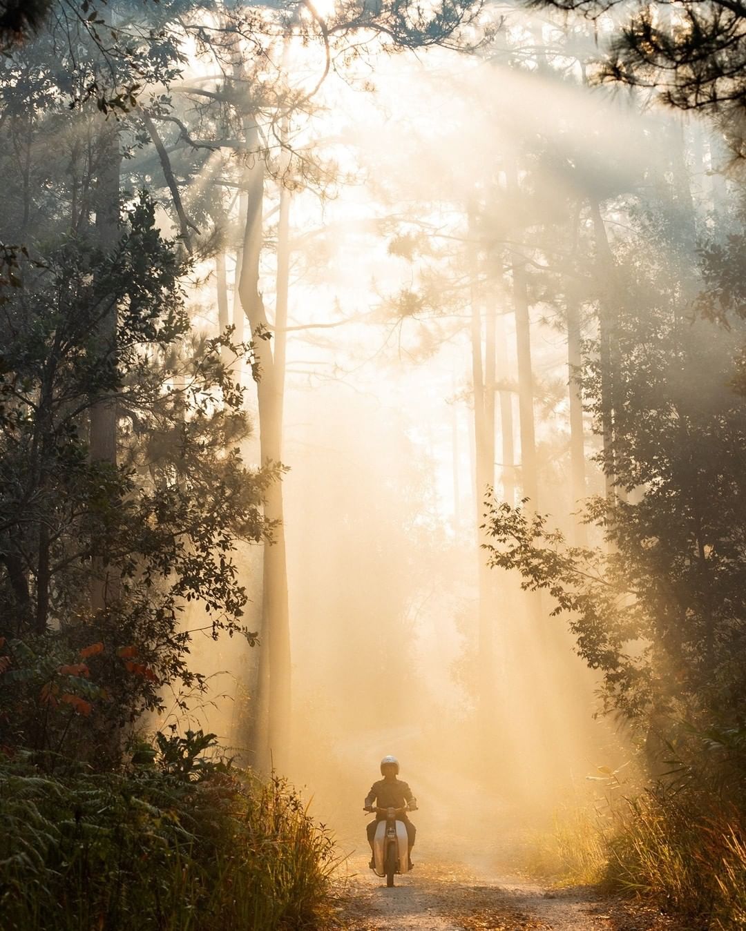 Biking Bliss: Experience Vietnam's Top Cycling Destinations 15 Da Lat - Photo: @halotravel.vn