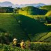 The Delightful World of Vietnamese Tea: Exploring the Top Varieties 5 green20tea