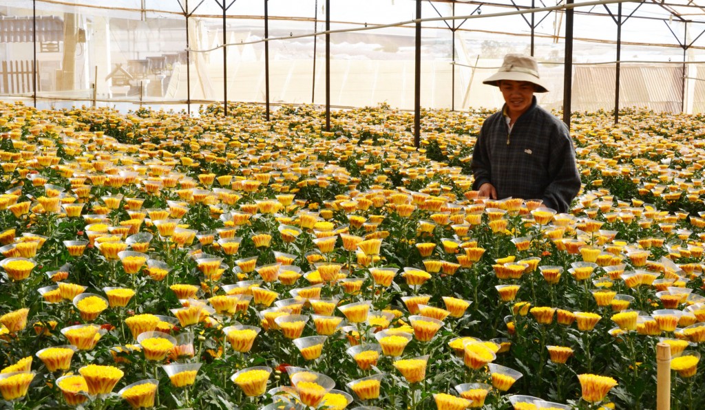 Langbiang Flower Farm