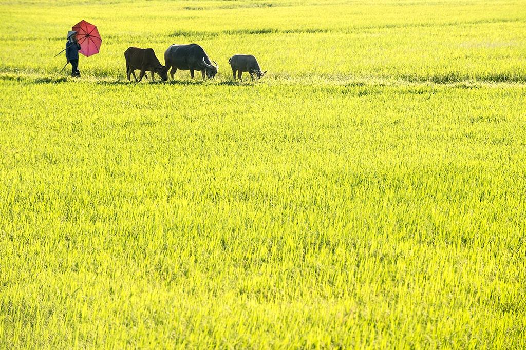 ninhbinh_3