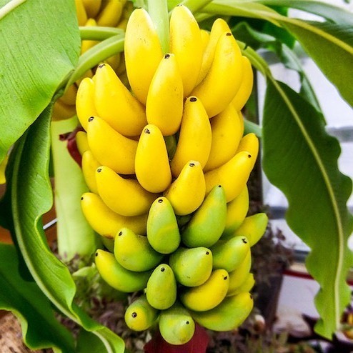 10 Vietnamese Specialties Fit for Royalty 17 Ngu Banana - Photo: @traicayntn