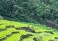 terraced rice paddy fields in Pu Luong