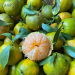 vno mandarin2
