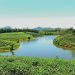 Thanh Chuong Tea Hill: A Serene Oasis on the Water 14 vno thanh20chuong20tea20hill
