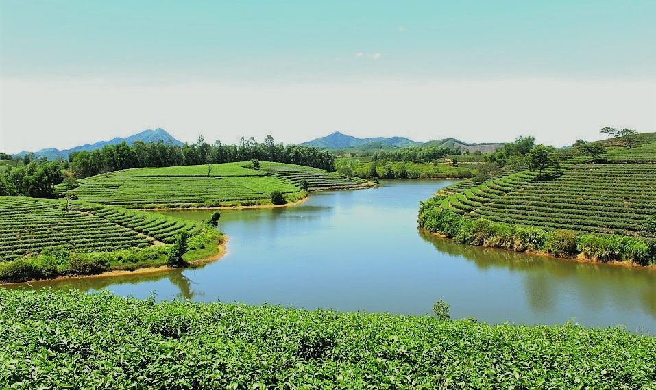 vno thanh20chuong20tea20hill