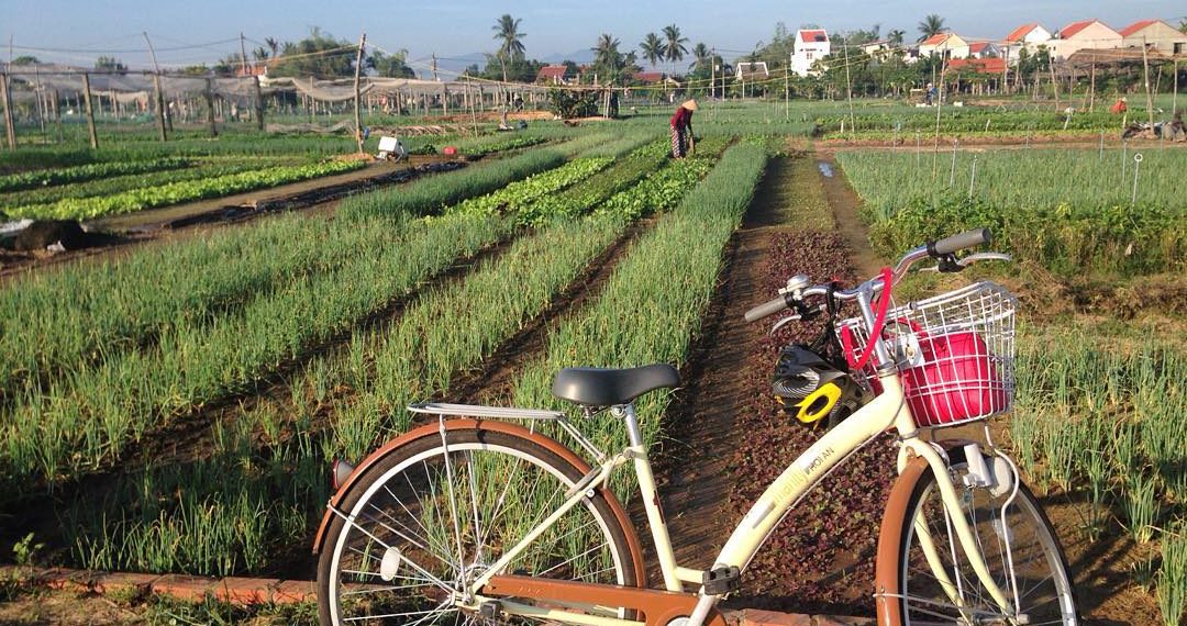 Discover the Beauty of Tra Que Herb Village 4 vno20traque1 w1at30q