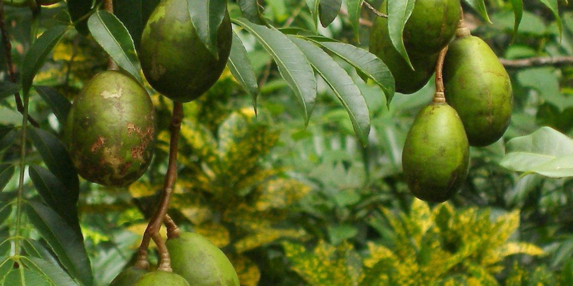 Ambarella: A Taste of Vietnam's Golden Fruit 5 vno ambarella