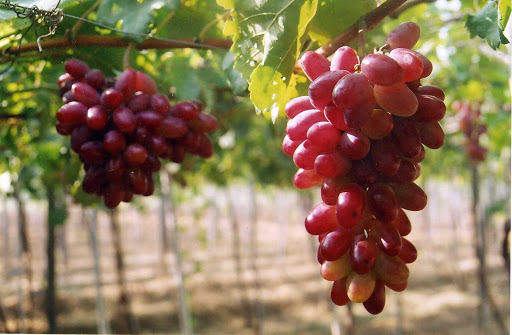 vno_grape