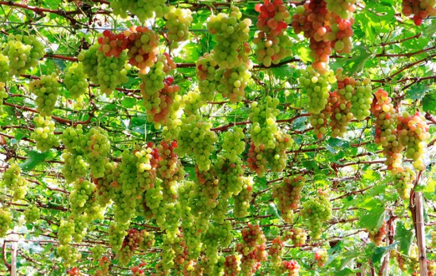 vno grape2