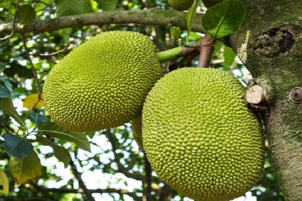 vno_jackfruit