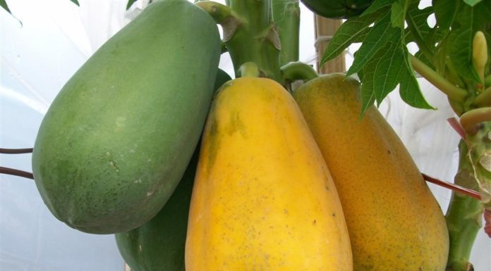 vno_papaya