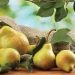 vno pears y9hwmrk