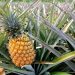 The Fascinating World of Vietnam's Pineapples 5 vno pineapples