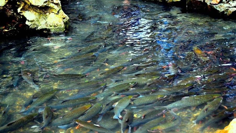 The God Fish Stream: A Mystic Paradise in Thanh Hoa 3 The God Fish Stream