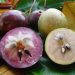 vno star20apple