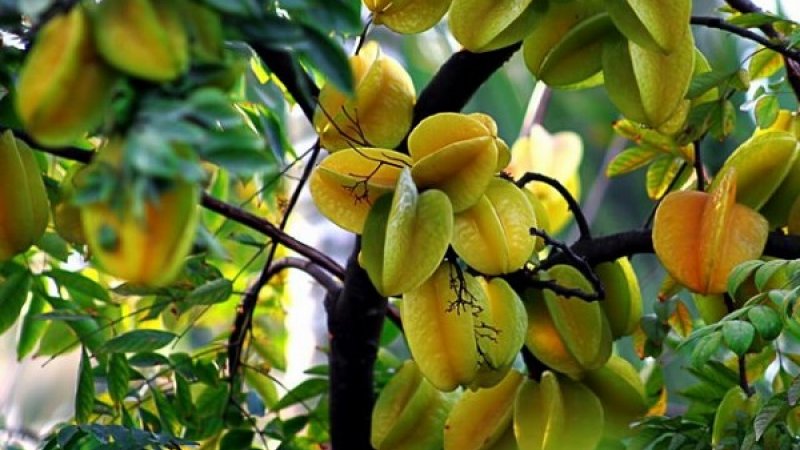 vno_starfruits2