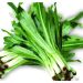 vno thorny20coriander