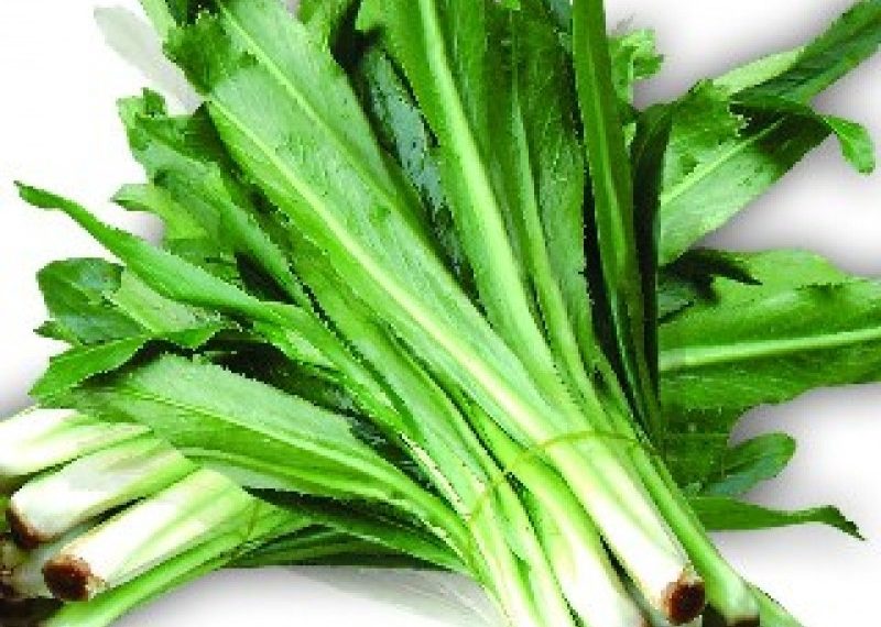 vno thorny20coriander