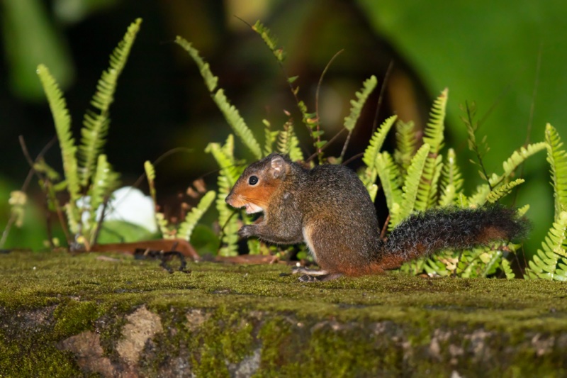 Discovering wildlife in Bach Ma National Park